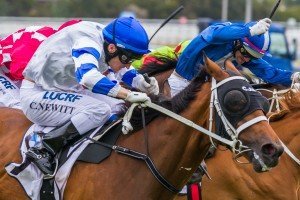 Vilanova winning the Autumn Classic at Caulfield ridden by Craig Newitt and trained by Chris Waller - (photo by Steven Dowden/Race Horse Photos Australia)