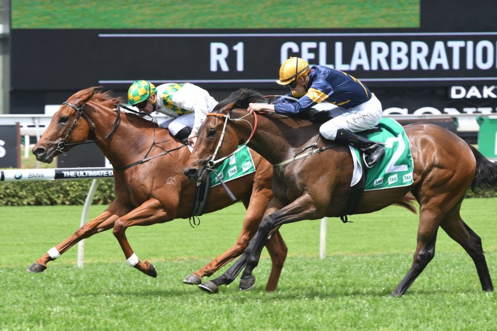 Warranty 281017 5986 | Just Horse Racing
