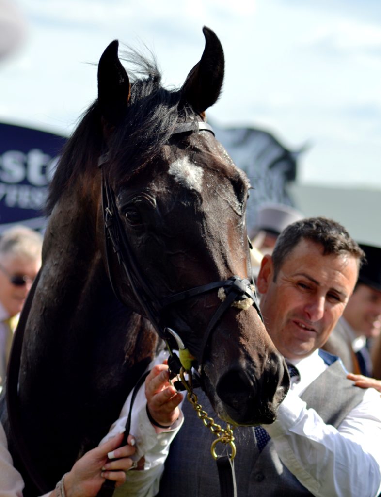 Wings | Just Horse Racing