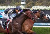 Zabisco, Kerrin McEvoy - Photo by Sarah Ebbett