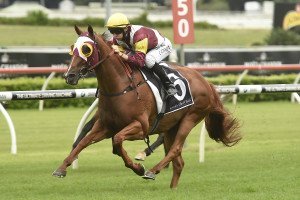 Zin Zan Eddie | Just Horse Racing Zin Zan Eddie