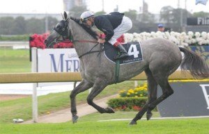 Fibrilation looks to be great value in the Vinery Stud Stakes at Rosehill on Saturday - Photo by Steve Hart