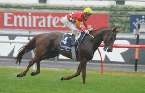 Ginga Dude is one of the class runners to take part in this year's Albury Gold Cup - Photo by Steve Hart