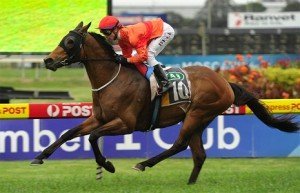 Glintz is the best bet for Rosehill tomorrow in the Milton Meat Handicap - Photo by Steve Hart