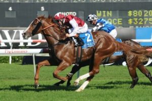 Peter Snowden trained Helmet winning the 2011 Sires Produce Stakes