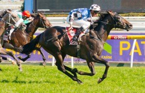 Lucas Cranach winning the Carlton Draught Peter Young Stakes at Caulfield - photo by Race Horse Photos Australia