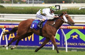 Peter Moody trained One Last Dance will not be headed to the Blue Diamond Stakes - Photo by Steve Hart