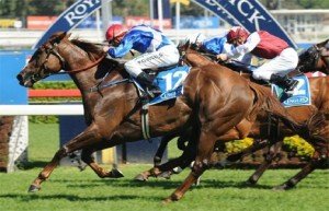 palacio-de-cristal-queen-of-the-turf-stakes | Just Horse Racing Palacio De Cristal will have to beat odds on favourite More Joyous if she is to take out Saturday's Queen of The Turf Stakes - Photo by Steve Hart