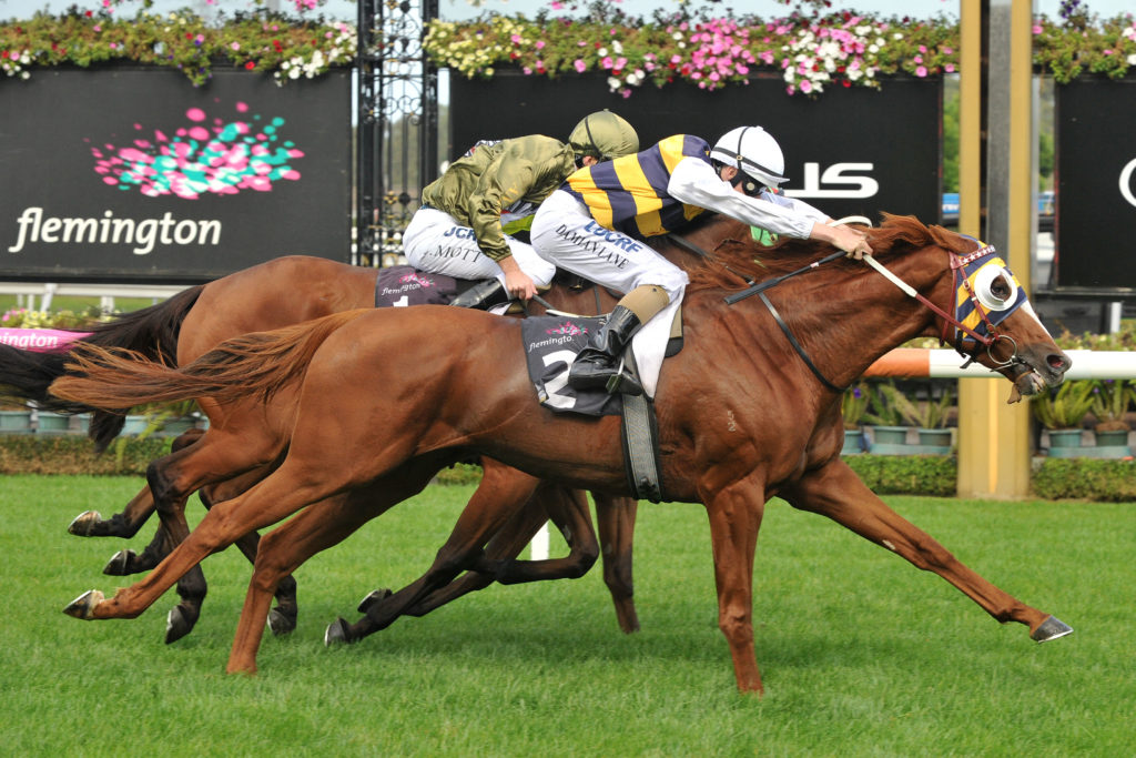 Gallic Chieftain | Just Horse Racing