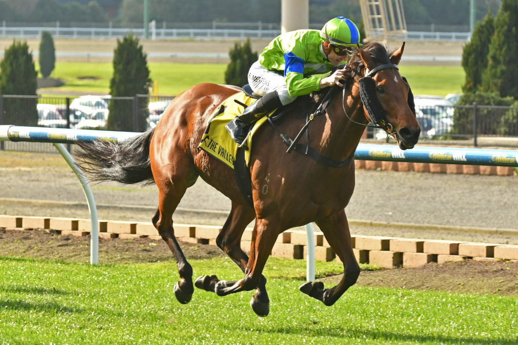 Whistle Baby | Just Horse Racing