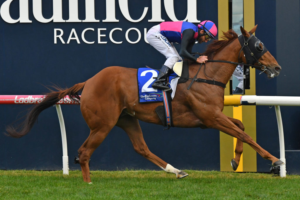 Vega Magic's little brother fires on debut - Vimarsana News