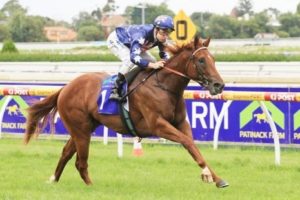 Sepoy will have his first start in Sydney tomorrow in lead up to the Golden Slipper - Photo by Steve Hart