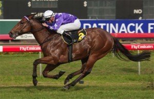 squamosa-magic-millions | Just Horse Racing Squamosa - sportpix.com.au