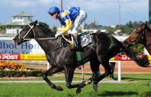 Tromso has been inlisted as Wallers best at Rosehill - Photo by Steve Hart