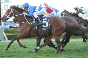 velrosso-horse-rosehill
